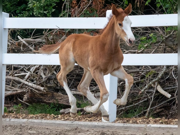 Caballo de salto Oldenburgo Semental  170 cm Alazán in Berne