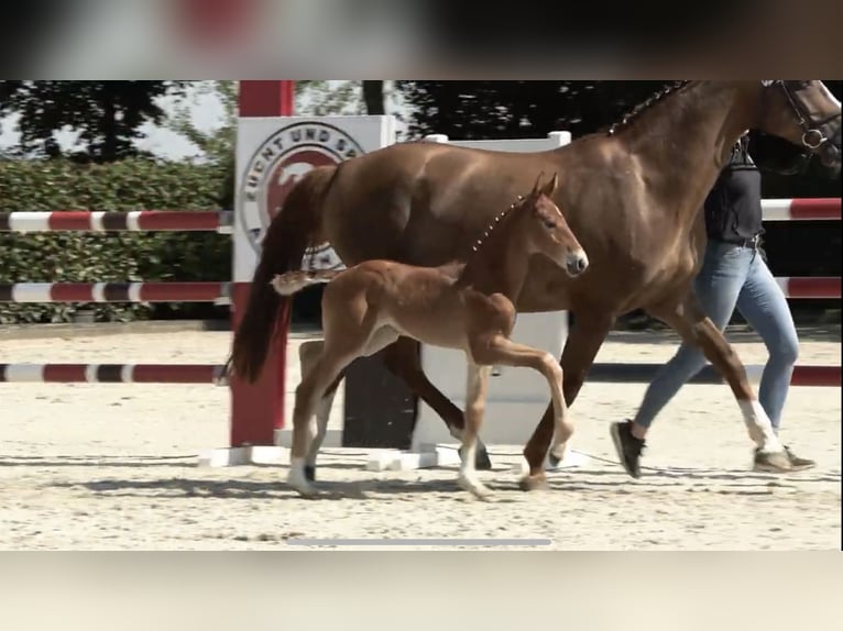 Caballo de salto Oldenburgo Semental Potro (06/2024) 170 cm Alazán in Elsfleth