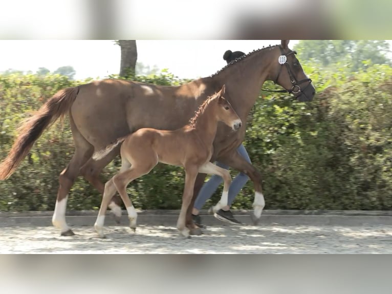 Caballo de salto Oldenburgo Semental Potro (06/2024) 170 cm Alazán in Elsfleth