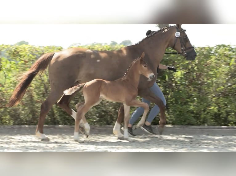 Caballo de salto Oldenburgo Semental Potro (06/2024) 170 cm Alazán in Elsfleth