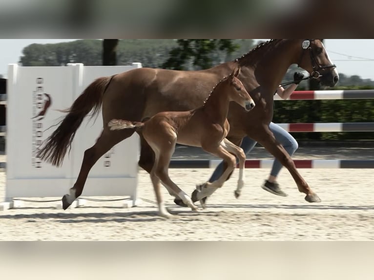 Caballo de salto Oldenburgo Semental Potro (06/2024) 170 cm Alazán in Elsfleth