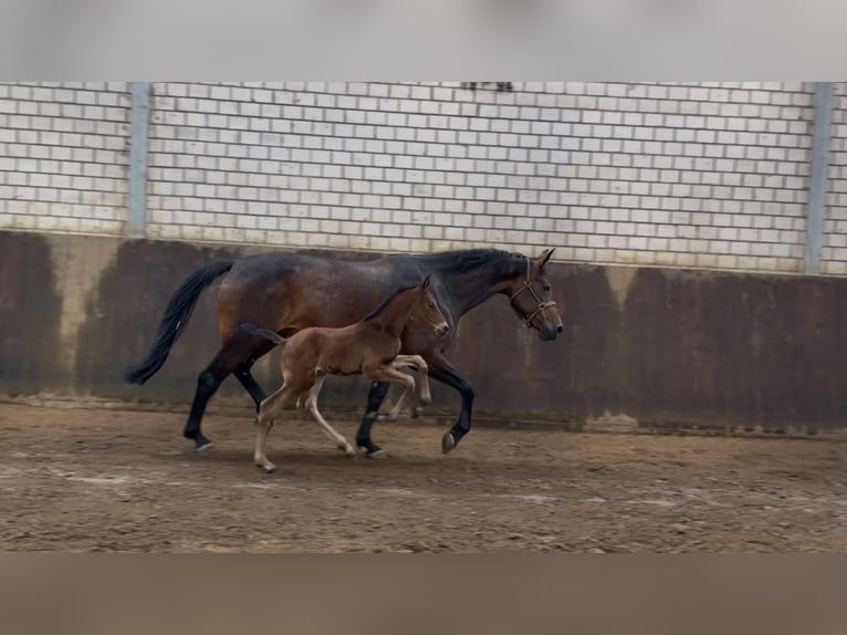 Caballo de salto Oldenburgo Semental Potro (05/2026) 170 cm Castaño in Hanerau-Hademarschen
