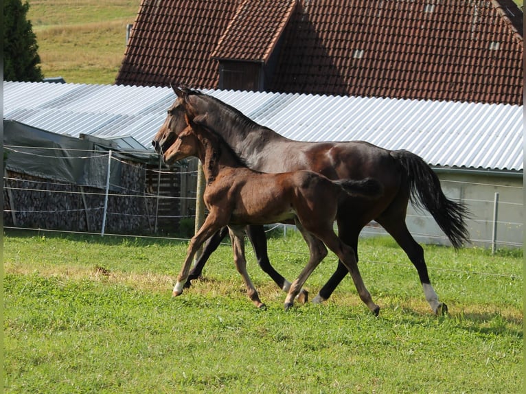 Caballo de salto Oldenburgo Semental Potro (06/2024) 170 cm Castaño oscuro in Trockenborn