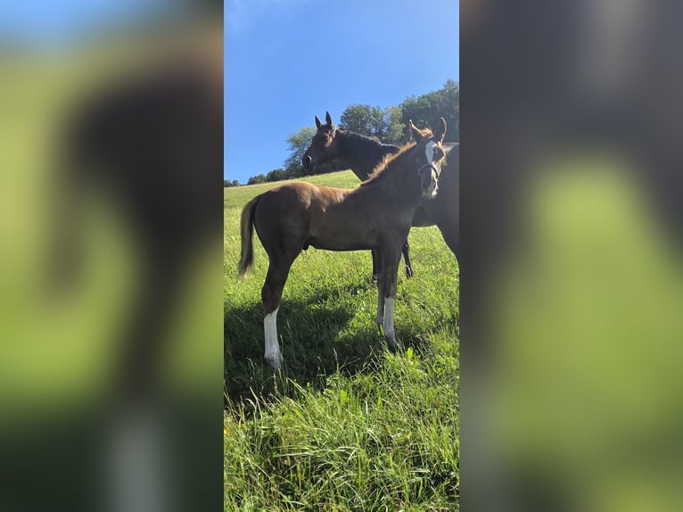 Caballo de salto Oldenburgo Semental Potro (06/2026) 172 cm Alazán-tostado in Bockau