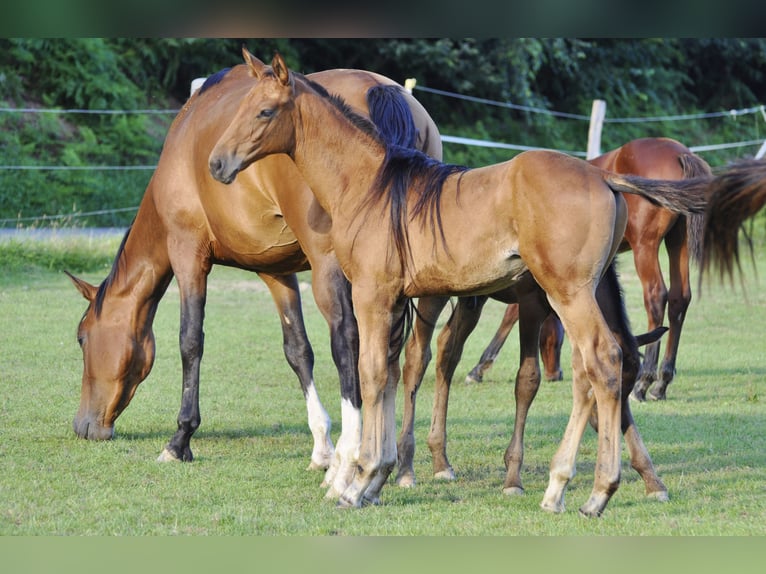 Caballo de salto Oldenburgo Semental Potro (05/2024) 172 cm Castaño in Gummersbach