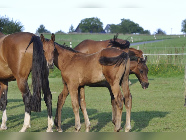 Caballo de salto Oldenburgo Semental Potro (05/2024) 172 cm Castaño in Gummersbach