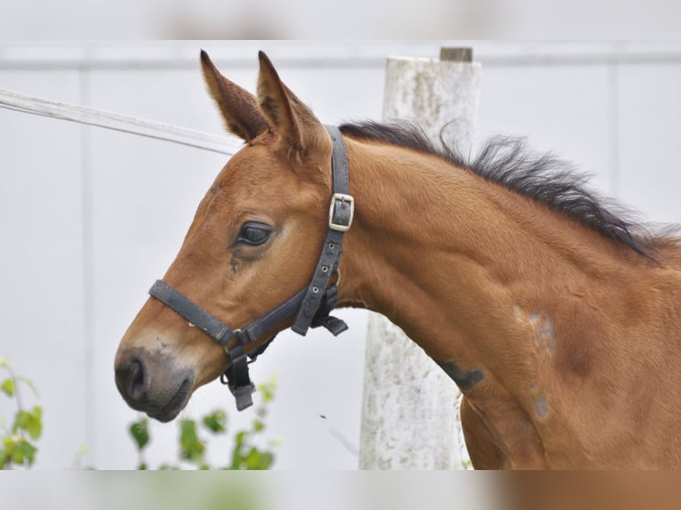 Caballo de salto Oldenburgo Semental Potro (05/2024) 172 cm Castaño in Gummersbach