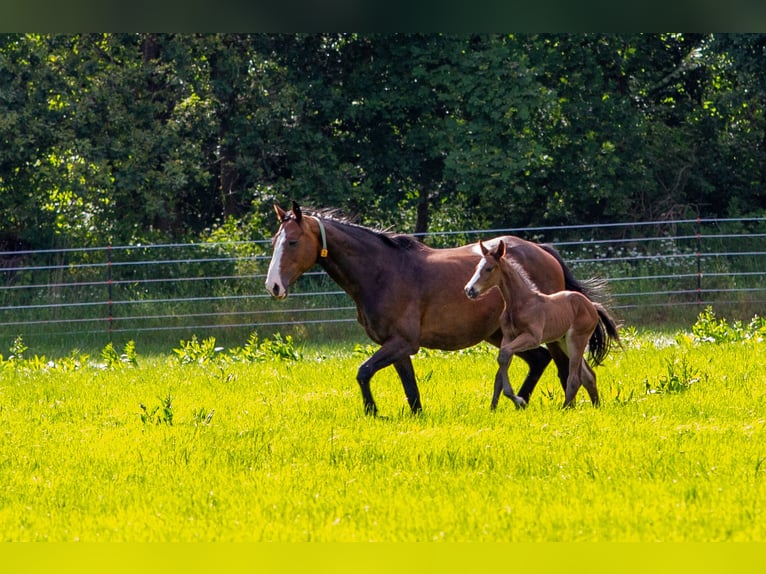 Caballo de salto Oldenburgo Semental Potro (06/2026) 172 cm Castaño in Nienhagen