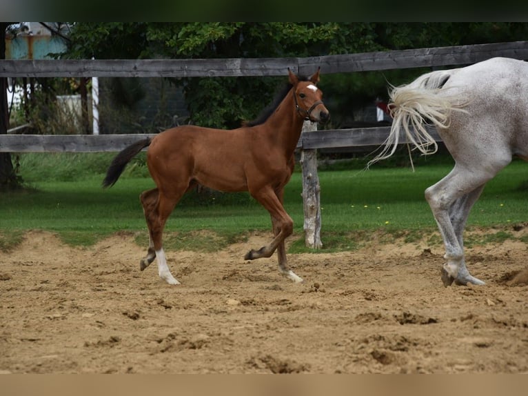 Caballo de salto Oldenburgo Semental Potro (06/2024) 173 cm Castaño rojizo in Saint-charles-de-bourget