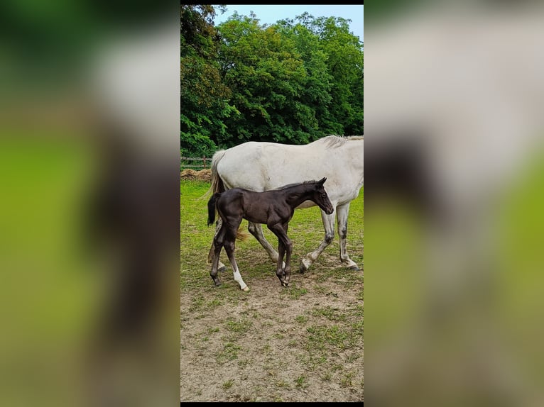 Caballo de salto Oldenburgo Semental  173 cm Tordo in Gosen Neu Zittau