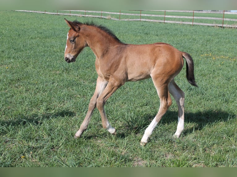 Caballo de salto Oldenburgo Semental  175 cm Castaño in Go&#x142;ymin- O&#x15B;rodek