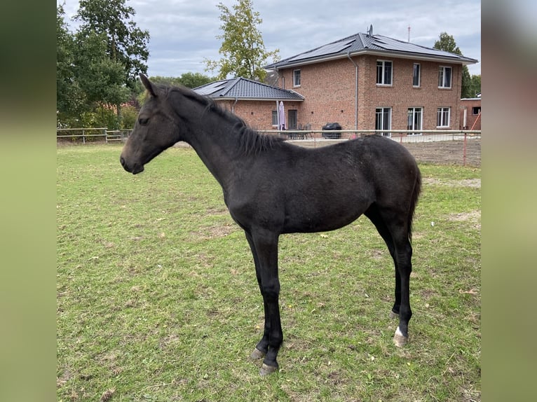 Caballo de salto Oldenburgo Semental Potro (05/2025) 175 cm Musgo in MolbergenPeheim