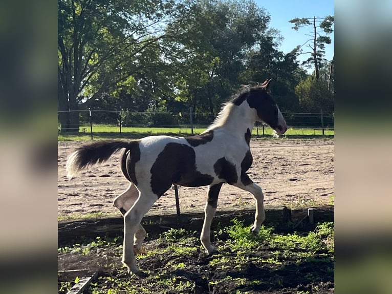 Caballo de salto Oldenburgo Semental Potro (05/2024) 175 cm Pío in Brake