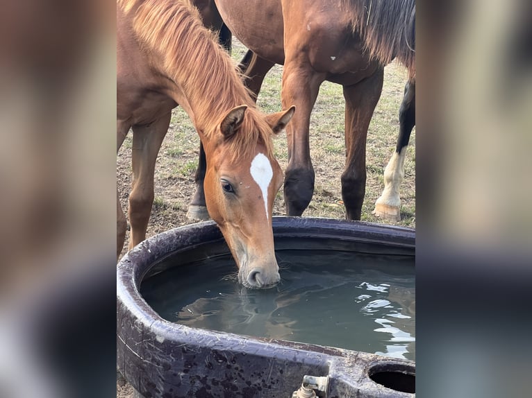 Caballo de salto Oldenburgo Semental Potro (04/2024) Alazán in Dahlenburg