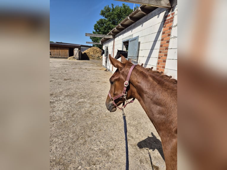 Caballo de salto Oldenburgo Semental Potro (03/2026) Alazán-tostado in Nordstemmen