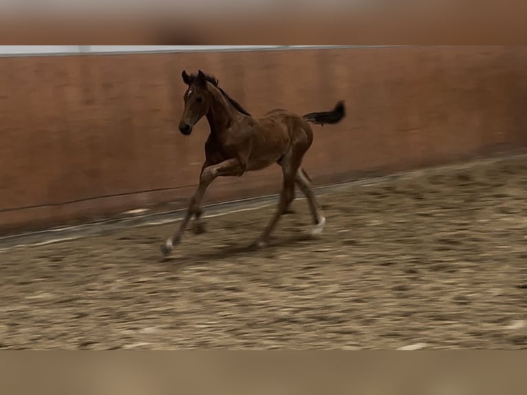 Caballo de salto Oldenburgo Semental  Castaño in Gro&#xDF; Ippener