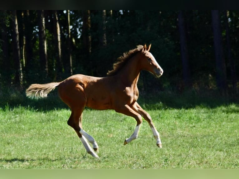 Caballo de salto Oldenburgo Semental Potro (04/2025) Castaño in Kirchdorf