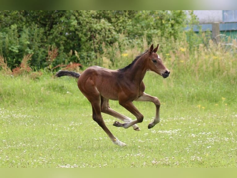 Caballo de salto Oldenburgo Semental Potro (06/2024) Castaño claro in Schwerin