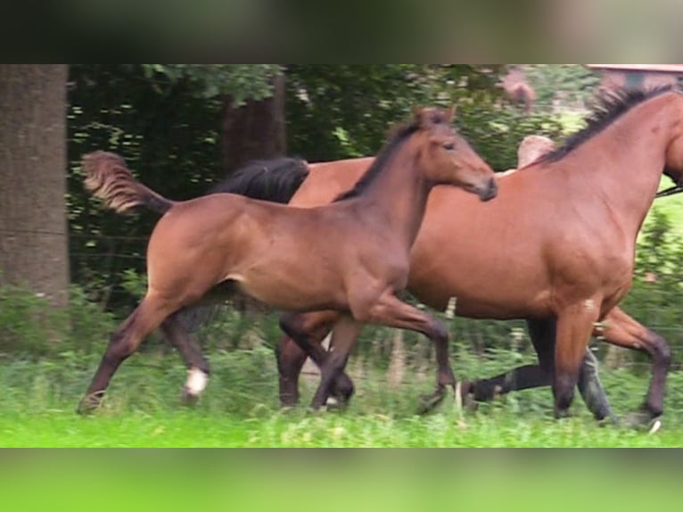 Caballo de salto Oldenburgo Semental Potro (05/2024) Castaño oscuro in Cloppenburg