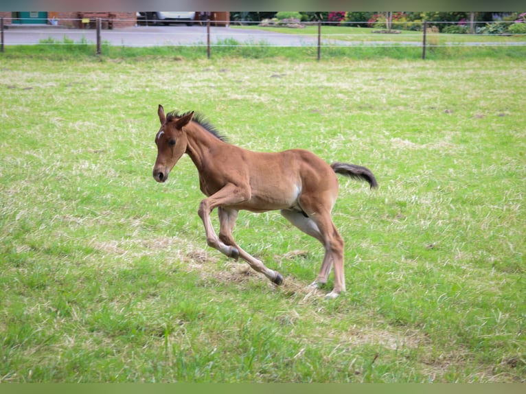 Caballo de salto Oldenburgo Semental Potro (05/2024) Castaño oscuro in Neuenkirchen-Vörden