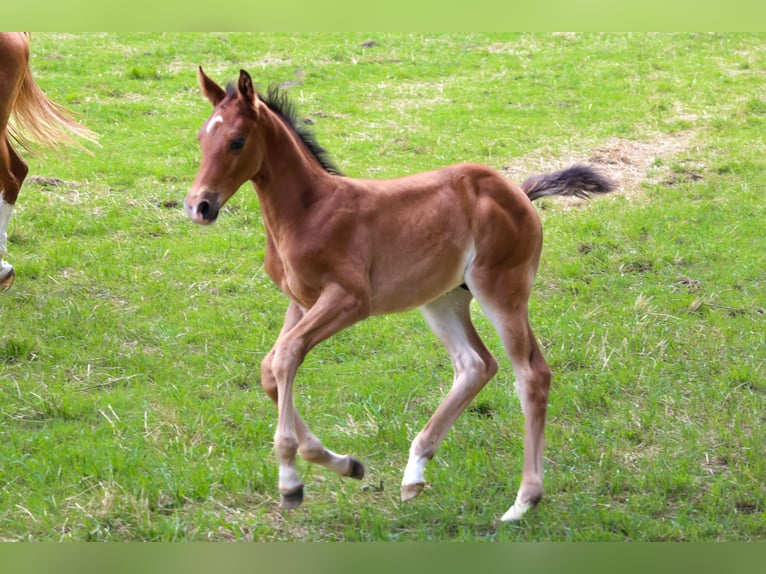 Caballo de salto Oldenburgo Semental Potro (05/2024) Castaño oscuro in Neuenkirchen-Vörden