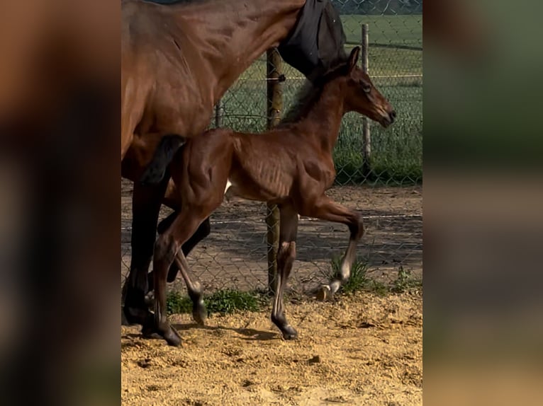 Caballo de salto Oldenburgo Semental  Castaño oscuro in M&#xFC;nstermaifeldM&#xFC;nstermaifeld