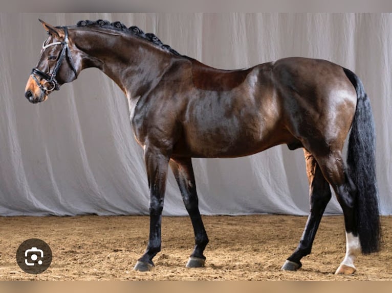 Caballo de salto Oldenburgo Semental  Castaño oscuro in M&#xFC;nstermaifeldM&#xFC;nstermaifeld