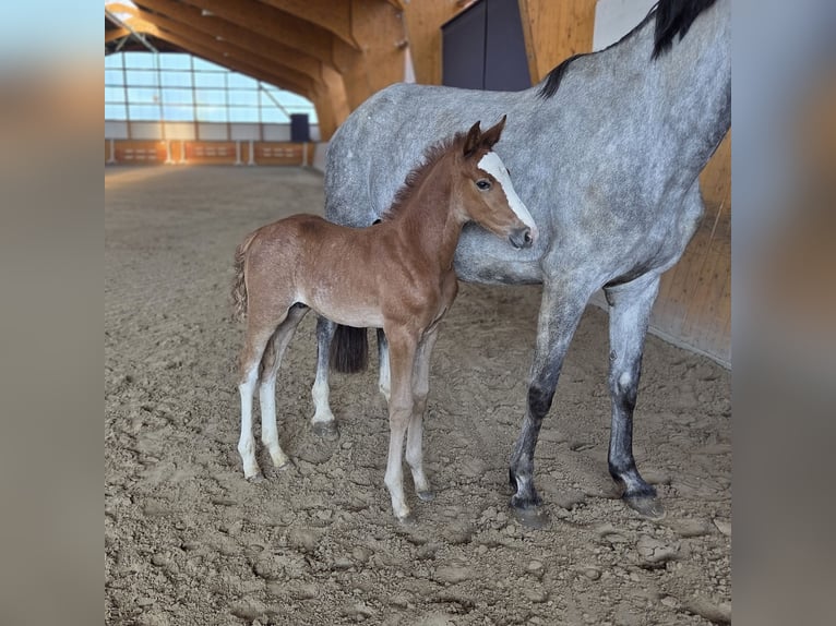 Caballo de salto Oldenburgo Semental  Musgo in Salzhemmendorf