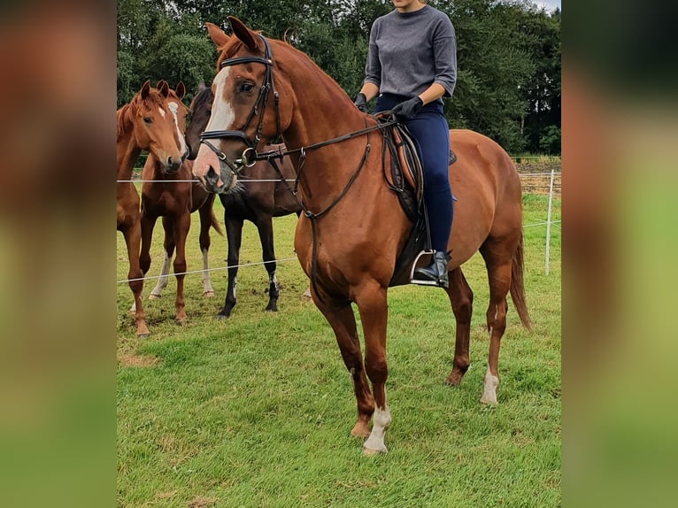 Caballo de salto Oldenburgo Yegua 10 años 160 cm Alazán in Emstek