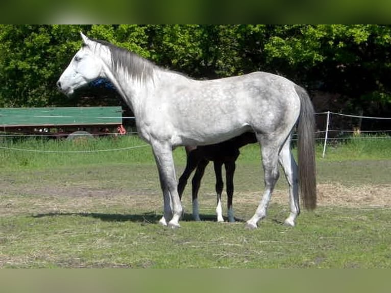 Caballo de salto Oldenburgo Yegua 10 años 163 cm Tordo in Rehden