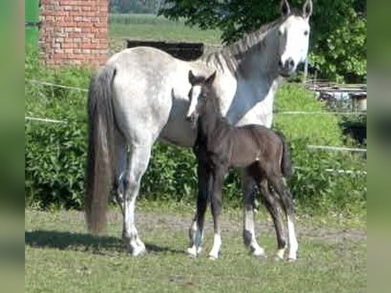 Caballo de salto Oldenburgo Yegua 10 años 163 cm Tordo in Rehden