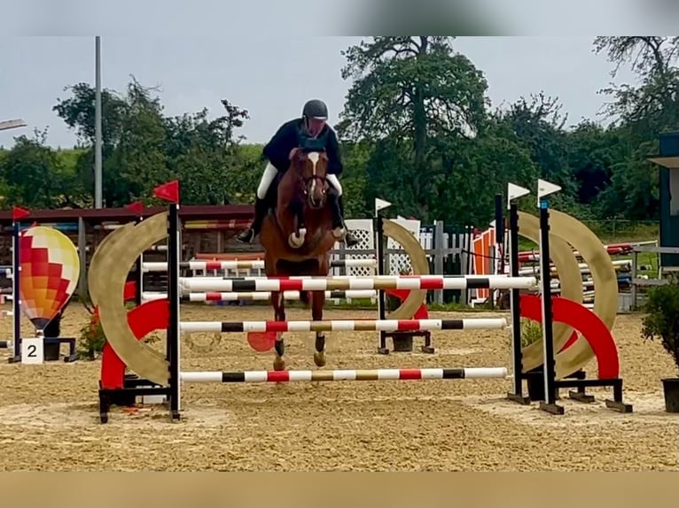 Caballo de salto Oldenburgo Yegua 10 años 165 cm Castaño in Talheim