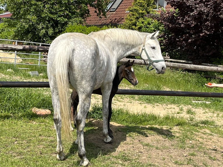 Caballo de salto Oldenburgo Yegua 10 años 165 cm Tordo in Engelschoff