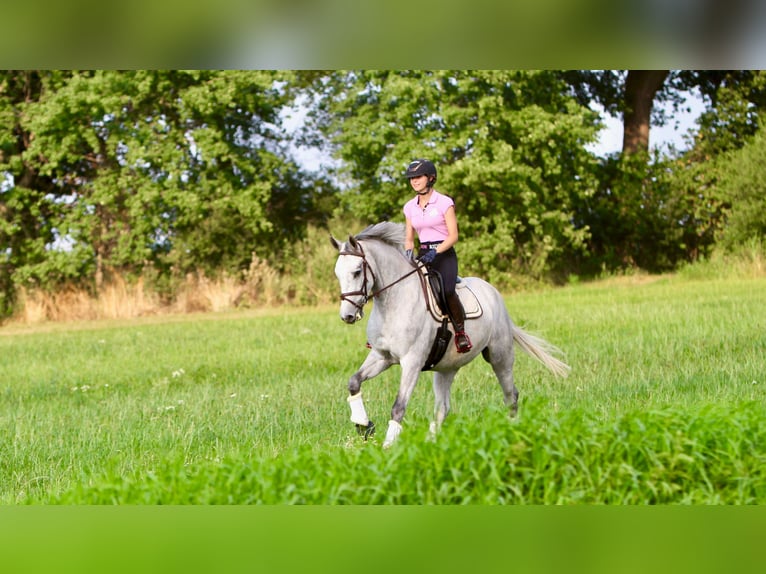 Caballo de salto Oldenburgo Yegua 10 años 165 cm Tordo in Engelschoff