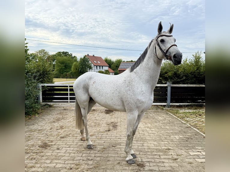 Caballo de salto Oldenburgo Yegua 10 años 165 cm Tordo picazo in BergkamenBergkamen