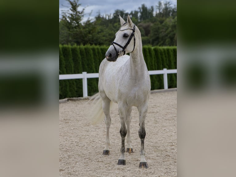 Caballo de salto Oldenburgo Yegua 10 años 166 cm Tordo in Schwäbisch Hall