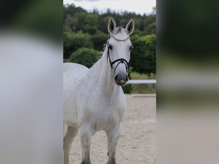 Caballo de salto Oldenburgo Yegua 10 años 166 cm Tordo in Schwäbisch Hall