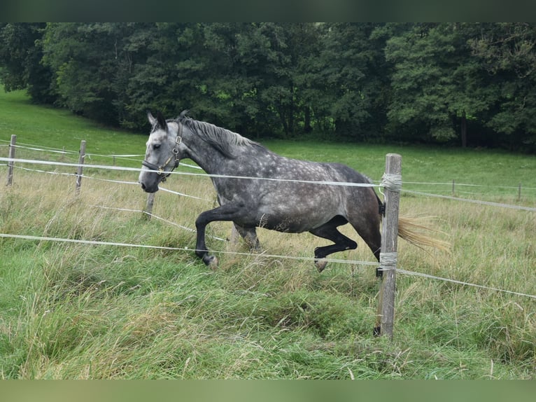 Caballo de salto Oldenburgo Yegua 10 años 166 cm Tordo in Wolfsbach