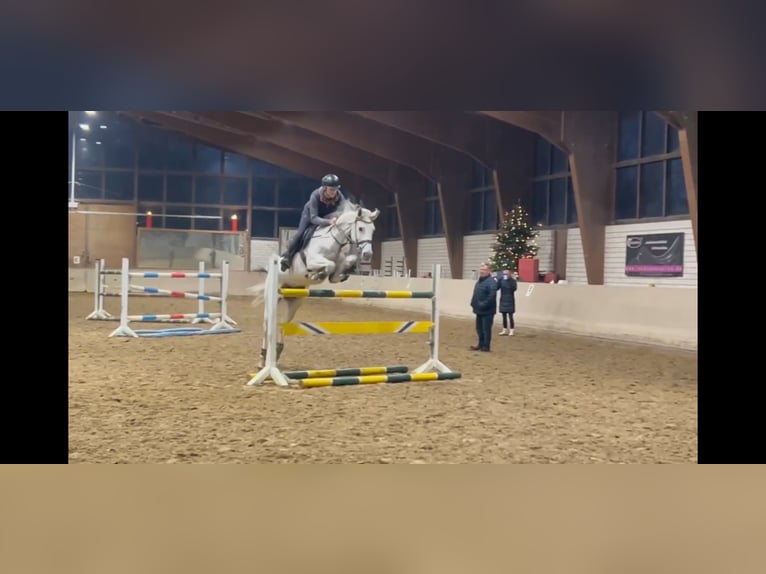 Caballo de salto Oldenburgo Yegua 10 años 166 cm Tordo in Bergkamen
