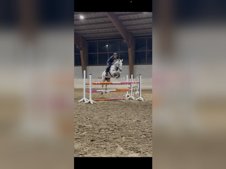 Caballo de salto Oldenburgo Yegua 10 años 166 cm Tordo picazo in Bergkamen