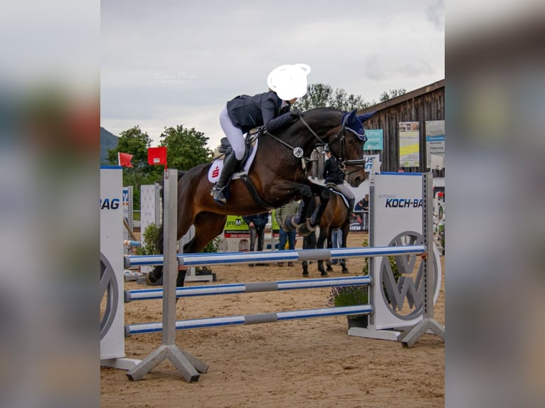 Caballo de salto Oldenburgo Yegua 10 años 167 cm Castaño in Mögglingen