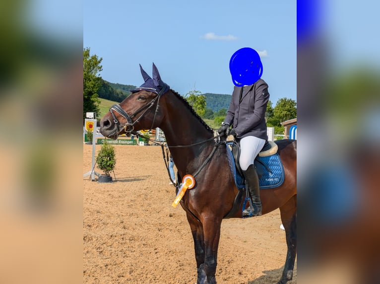 Caballo de salto Oldenburgo Yegua 10 años 167 cm Castaño in Mögglingen