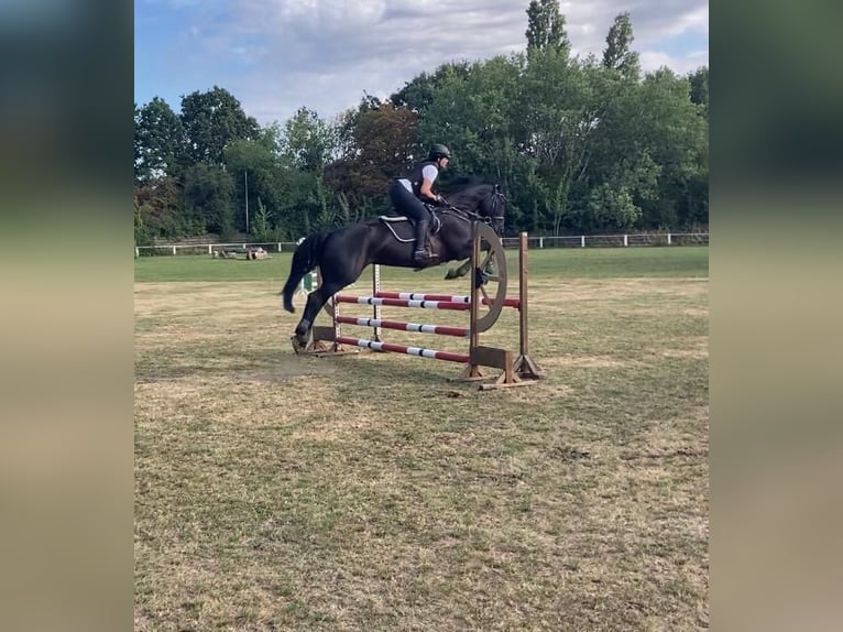 Caballo de salto Oldenburgo Yegua 10 años 167 cm Negro in Hannover