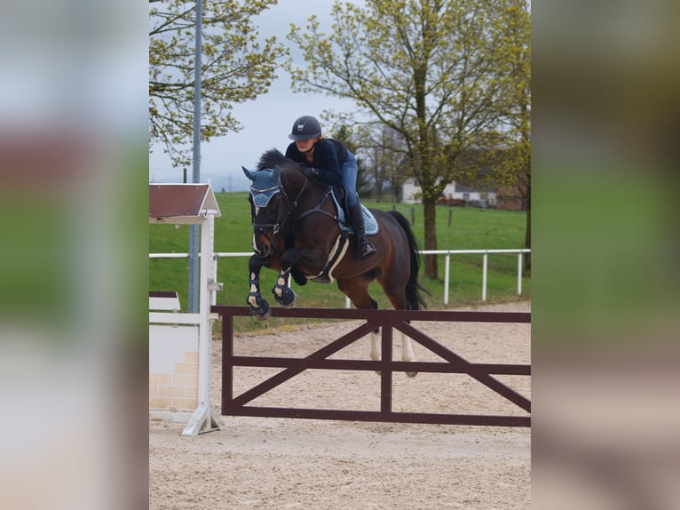 Caballo de salto Oldenburgo Yegua 10 años 168 cm Castaño oscuro in Immenstadt im Allgäu