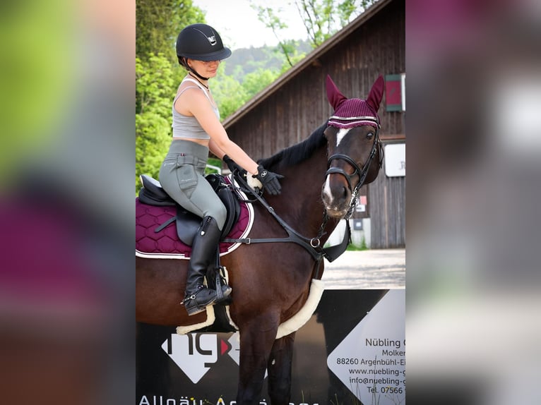 Caballo de salto Oldenburgo Yegua 10 años 168 cm Castaño oscuro in Immenstadt im Allgäu