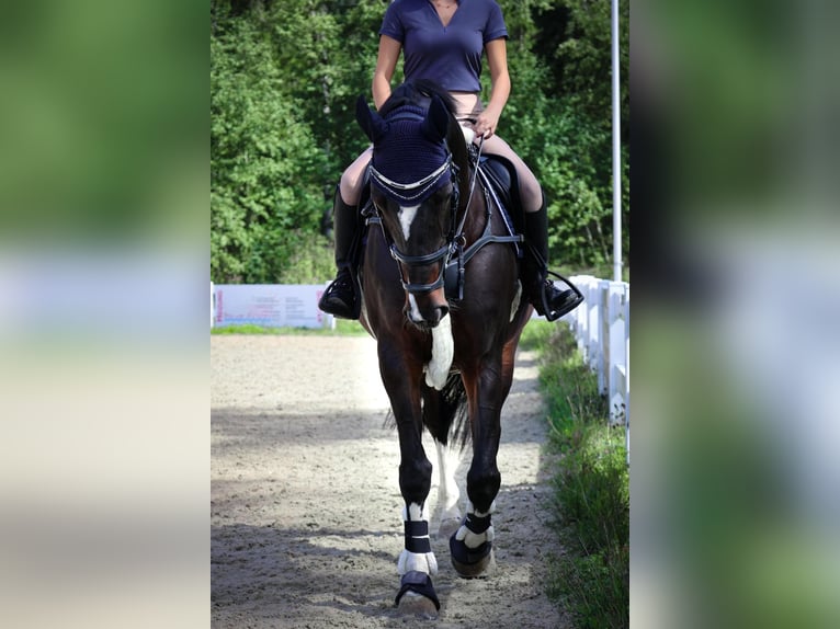 Caballo de salto Oldenburgo Yegua 10 años 168 cm Castaño oscuro in Immenstadt im Allgäu