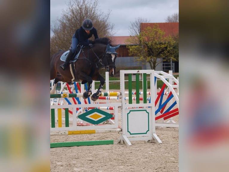 Caballo de salto Oldenburgo Yegua 10 años 168 cm Castaño oscuro in Immenstadt im Allgäu