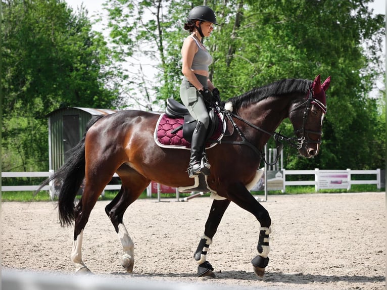 Caballo de salto Oldenburgo Yegua 10 años 168 cm Castaño oscuro in Immenstadt im Allgäu