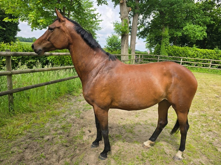 Caballo de salto Oldenburgo Yegua 10 años 169 cm Castaño in L&#xF6;ningen
