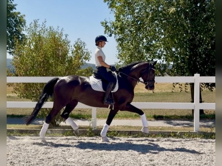 Caballo de salto Oldenburgo Yegua 10 años 169 cm Negro in Weilheim an der Teck